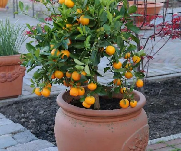 Bed & Breakfast Casa Tranquila