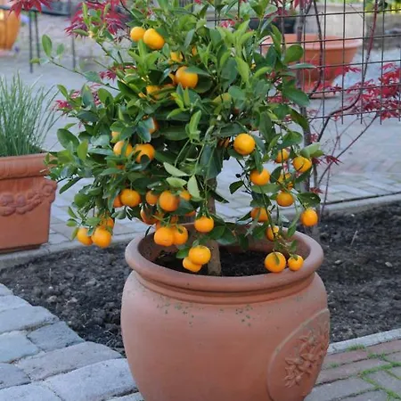 Bed & Breakfast Casa Tranquila